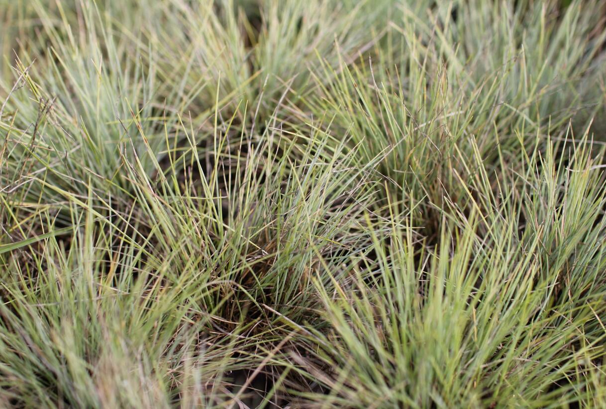 Kostřava popelavá 'Golden Toupee' - Festuca glauca 'Goulden Toupee'