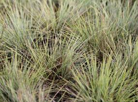 Kostřava popelavá 'Golden Toupee' - Festuca glauca 'Goulden Toupee'