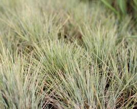 Kostřava popelavá 'Golden Toupee'