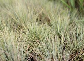 Kostřava popelavá 'Golden Toupee' - Festuca glauca 'Goulden Toupee'