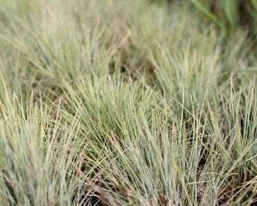 Kostřava popelavá 'Golden Toupee'
