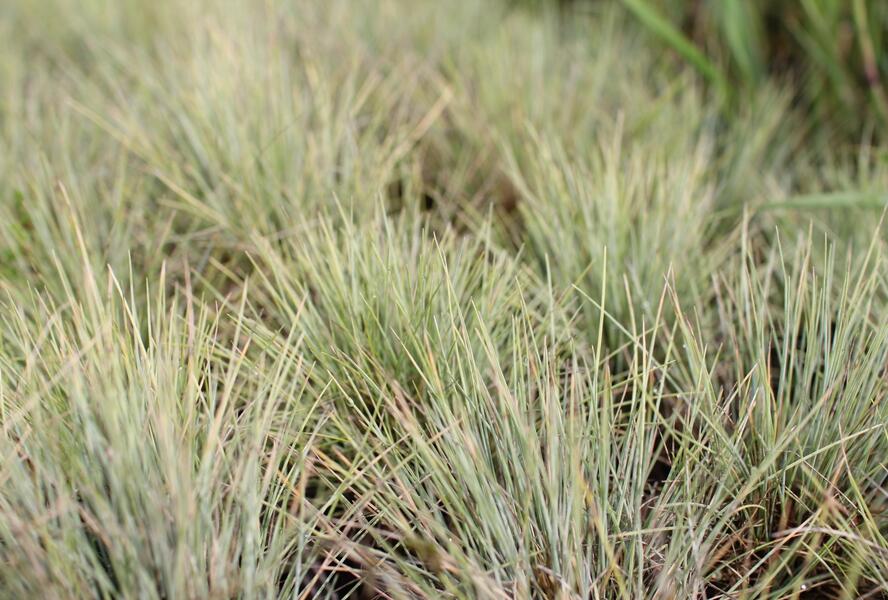 Kostřava popelavá 'Golden Toupee' - Festuca glauca 'Goulden Toupee'