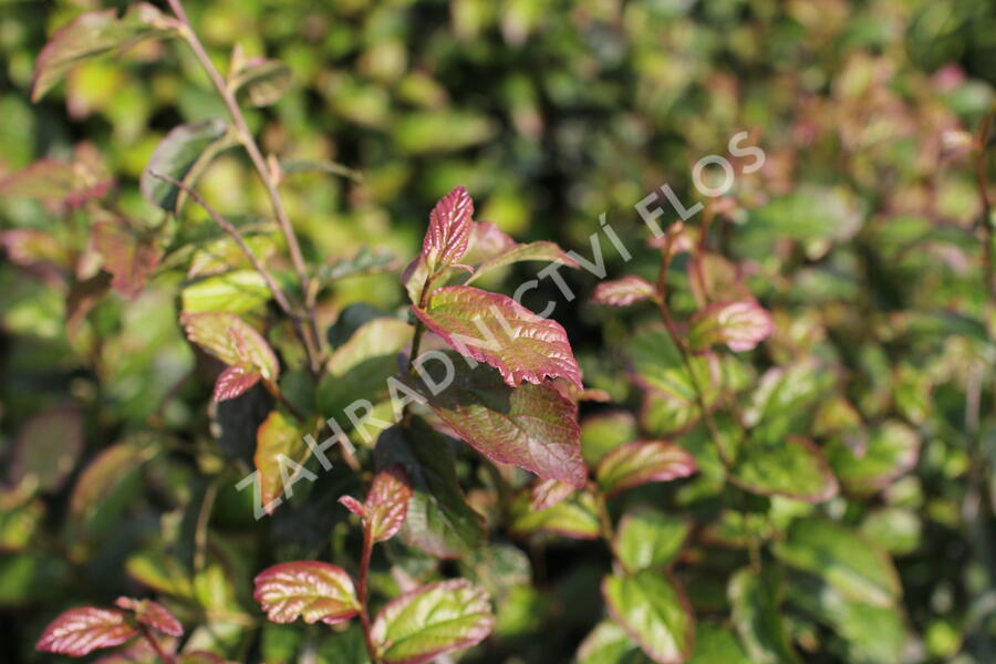 Parotie perská 'Persian Spire' - Parrotia persica 'Persian Spire'