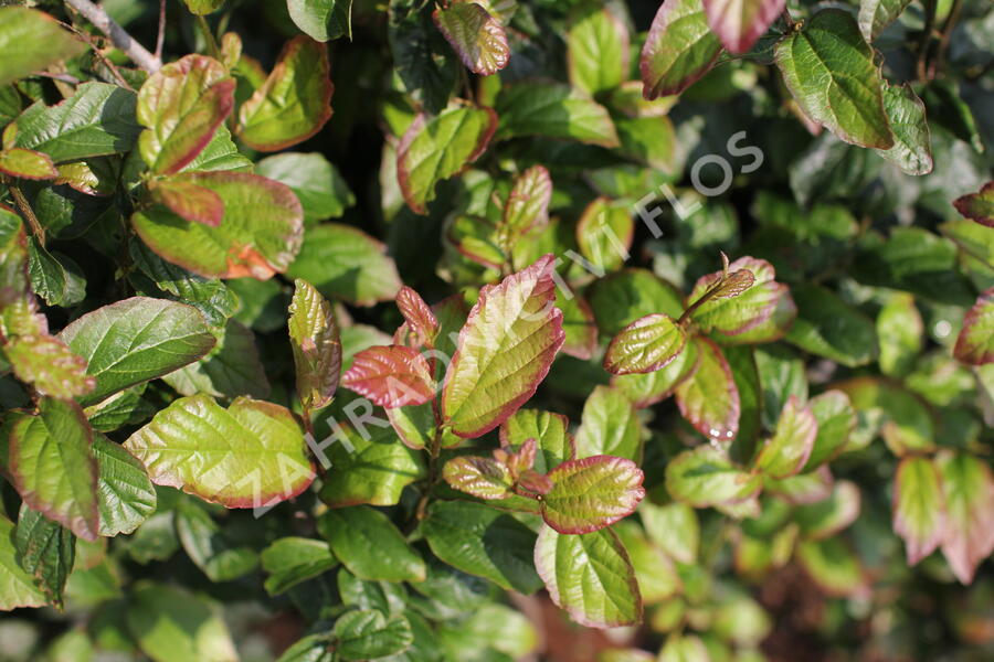 Parotie perská 'Persian Spire' - Parrotia persica 'Persian Spire'