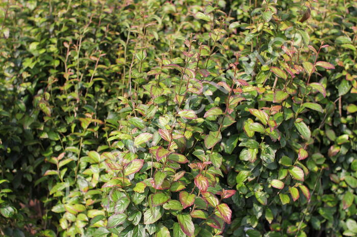 Parotie perská 'Persian Spire' - Parrotia persica 'Persian Spire'