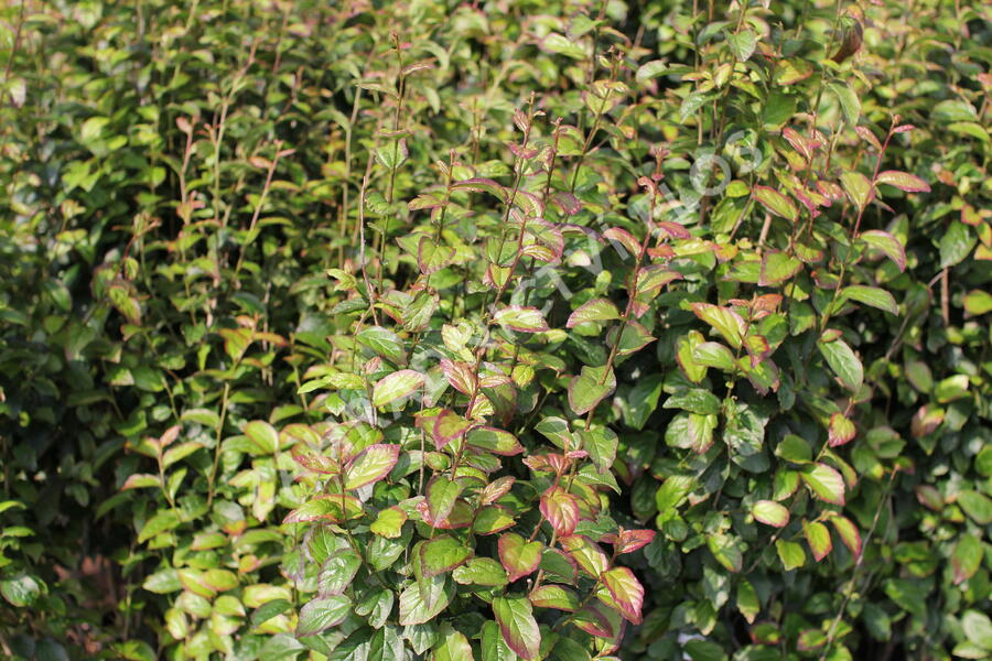 Parotie perská 'Persian Spire' - Parrotia persica 'Persian Spire'