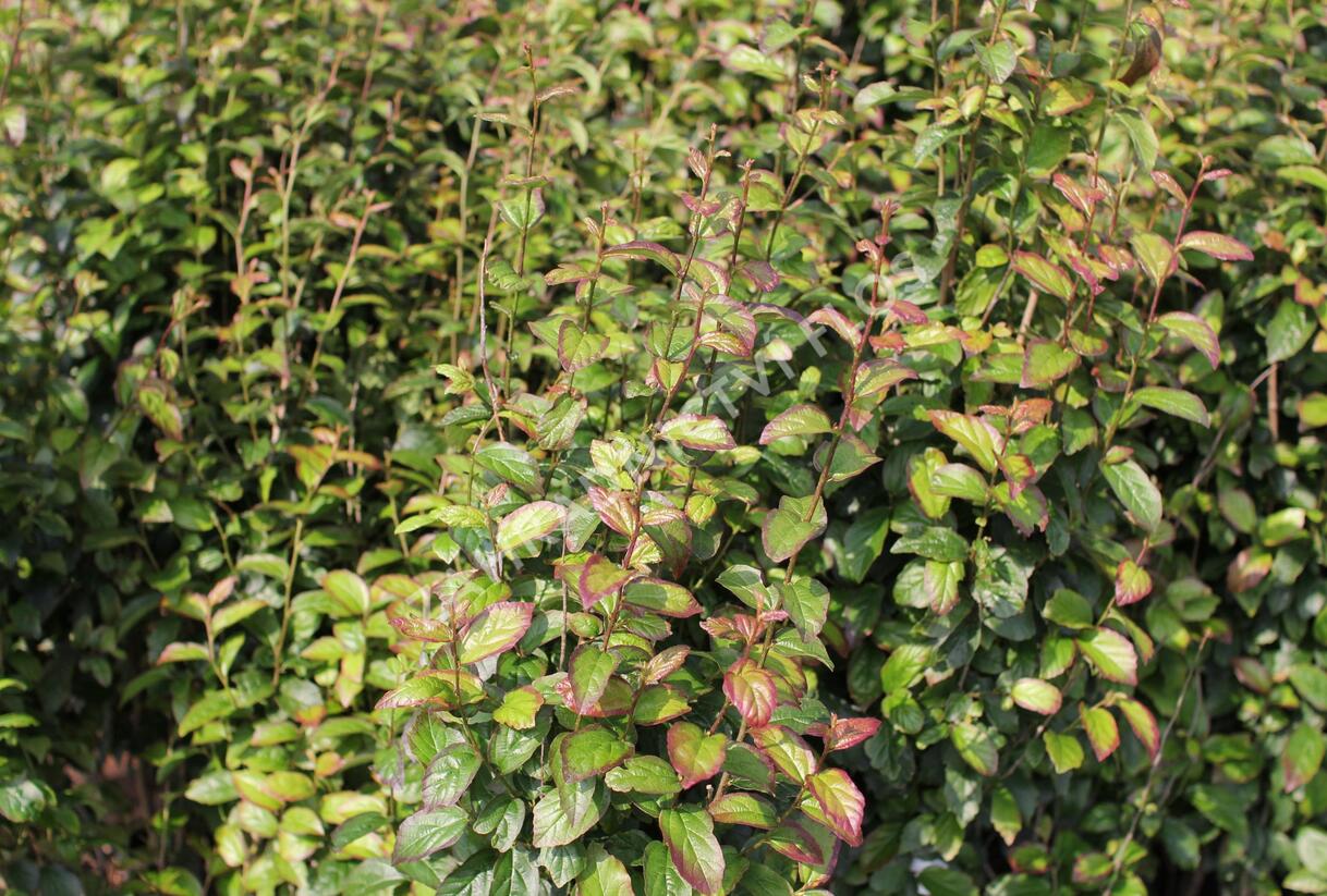 Parotie perská 'Persian Spire' - Parrotia persica 'Persian Spire'