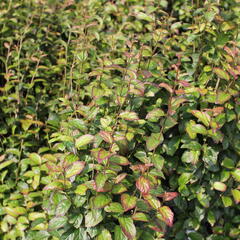 Parotie perská 'Persian Spire' - Parrotia persica 'Persian Spire'