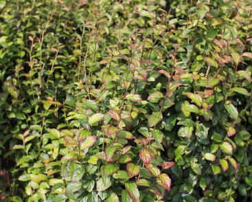 Parotie perská 'Persian Spire'