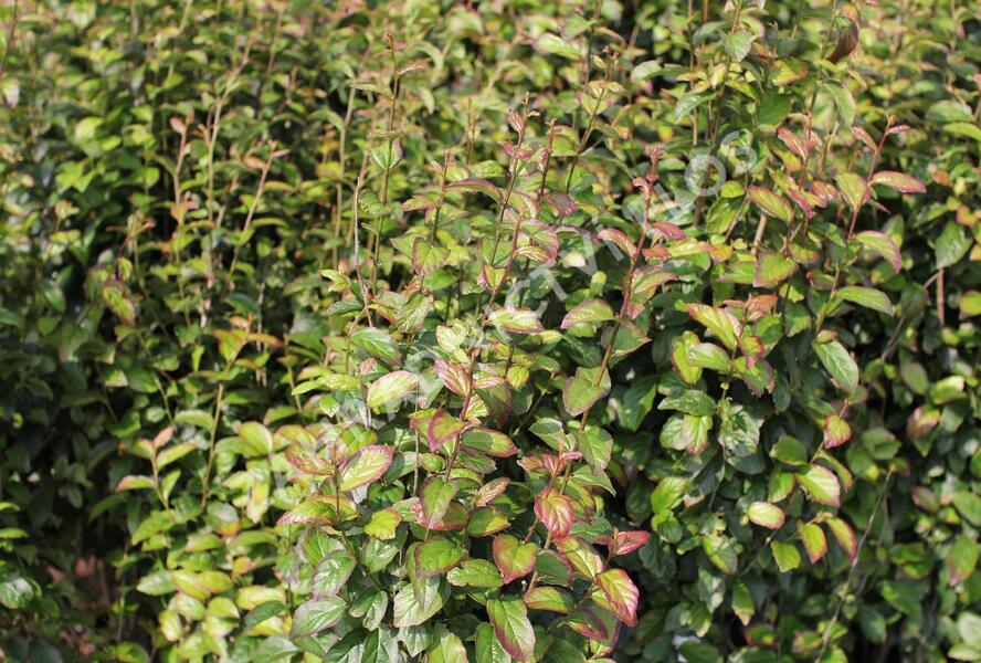 Parotie perská 'Persian Spire' - Parrotia persica 'Persian Spire'