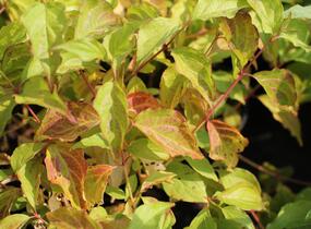 Svída krvavá 'Anny's Winter Orange' - Cornus sanguinea 'Anny's Winter Orange'