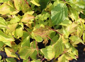 Svída krvavá 'Anny's Winter Orange' - Cornus sanguinea 'Anny's Winter Orange'