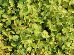 Svída krvavá 'Anny's Winter Orange' - Cornus sanguinea 'Anny's Winter Orange'