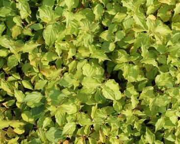 Svída krvavá 'Anny's Winter Orange'