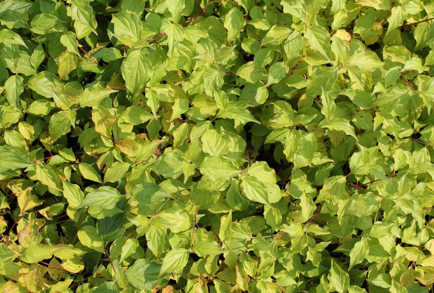 Svída krvavá 'Anny's Winter Orange' - Cornus sanguinea 'Anny's Winter Orange'