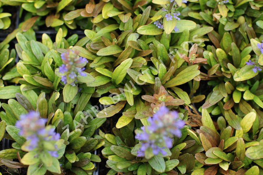 Zběhovec plazivý 'Feathered Friends Fancy Finch' - Ajuga reptans 'Feathered Friends Fancy Finch'