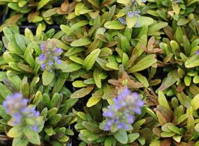 Zběhovec plazivý 'Feathered Friends Fancy Finch' - Ajuga reptans 'Feathered Friends Fancy Finch'