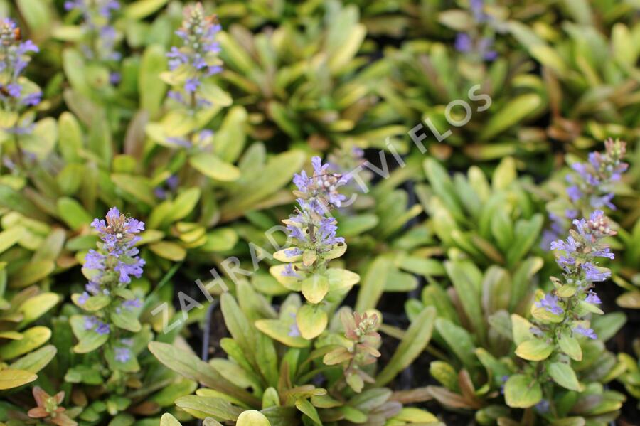 Zběhovec plazivý 'Feathered Friends Fancy Finch' - Ajuga reptans 'Feathered Friends Fancy Finch'