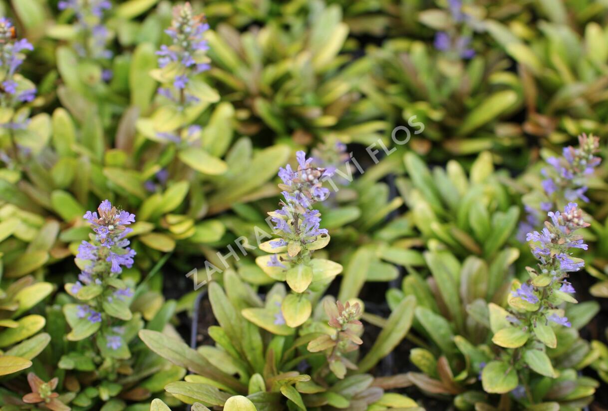Zběhovec plazivý 'Feathered Friends Fancy Finch' - Ajuga reptans 'Feathered Friends Fancy Finch'