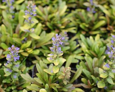 Zběhovec plazivý 'Feathered Friends Fancy Finch'