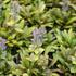 Ajuga reptans 'Feathered Friends Fancy Finch'.JPG