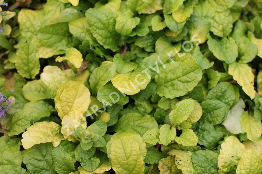 Zběhovec plazivý 'Feathered Friends Tropical Toucan' - Ajuga reptans 'Feathered Friends Tropical Toucan'