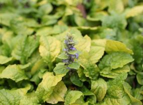 Zběhovec plazivý 'Feathered Friends Tropical Toucan' - Ajuga reptans 'Feathered Friends Tropical Toucan'