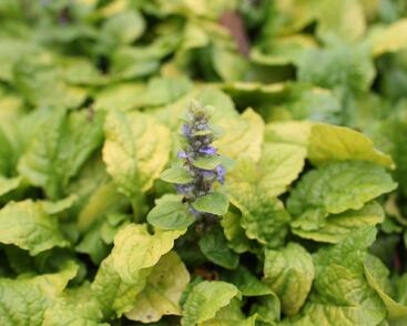 Zběhovec plazivý 'Feathered Friends Tropical Toucan'