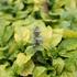 Ajuga reptans 'Feathered Friends Tropical Toucan'_01.JPG