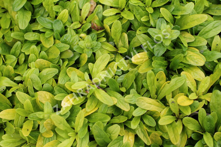 Zběhovec plazivý 'Feathered Friends Coridal Canary' - Ajuga reptans 'Feathered Friends Coridal Canary'