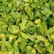 Zběhovec plazivý 'Feathered Friends Coridal Canary' - Ajuga reptans 'Feathered Friends Coridal Canary'