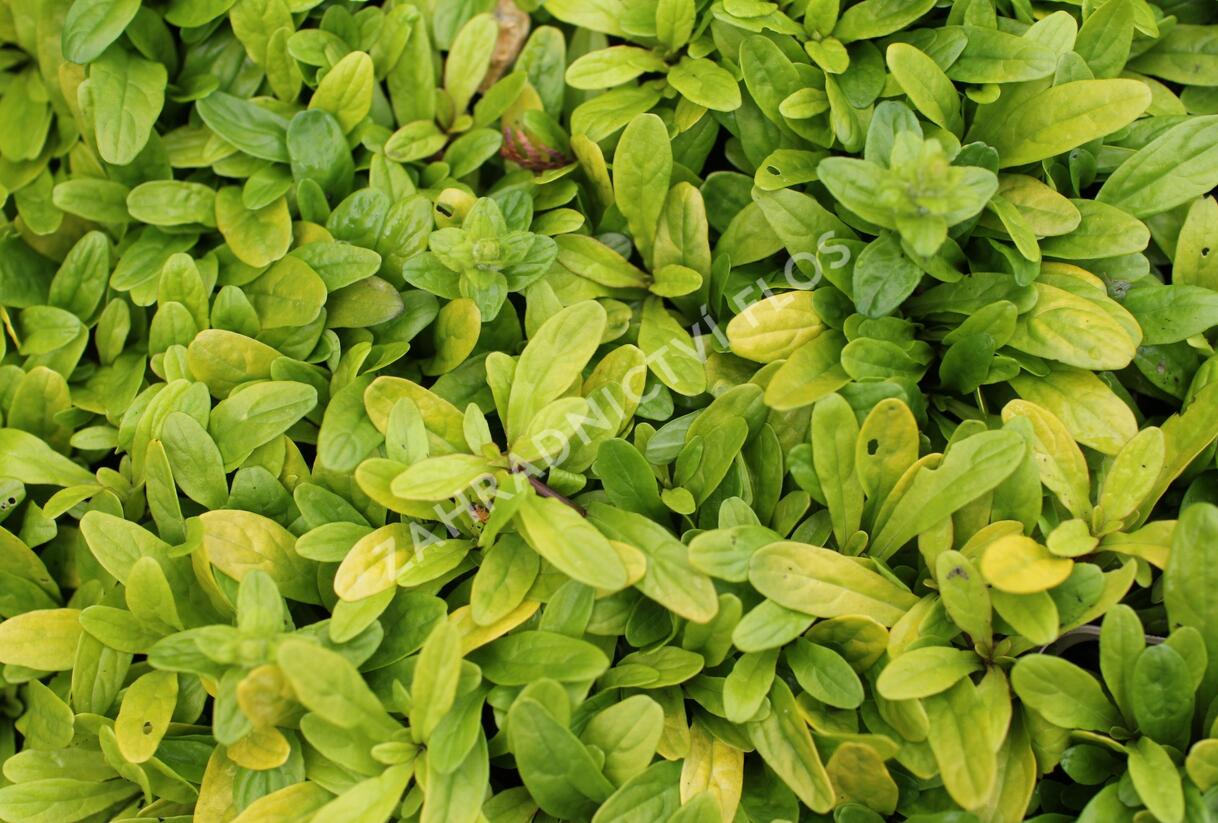 Zběhovec plazivý 'Feathered Friends Coridal Canary' - Ajuga reptans 'Feathered Friends Coridal Canary'