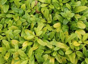 Zběhovec plazivý 'Feathered Friends Coridal Canary' - Ajuga reptans 'Feathered Friends Coridal Canary'