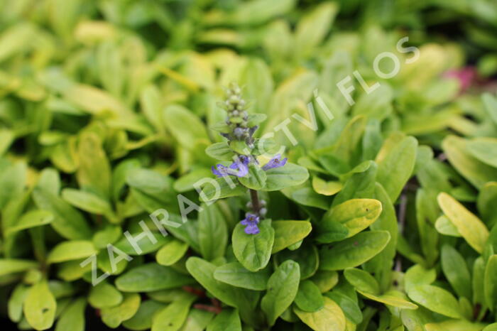Zběhovec plazivý 'Feathered Friends Coridal Canary' - Ajuga reptans 'Feathered Friends Coridal Canary'