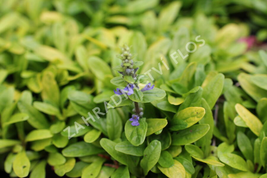 Zběhovec plazivý 'Feathered Friends Coridal Canary' - Ajuga reptans 'Feathered Friends Coridal Canary'