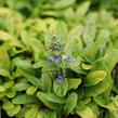 Zběhovec plazivý 'Feathered Friends Coridal Canary' - Ajuga reptans 'Feathered Friends Coridal Canary'
