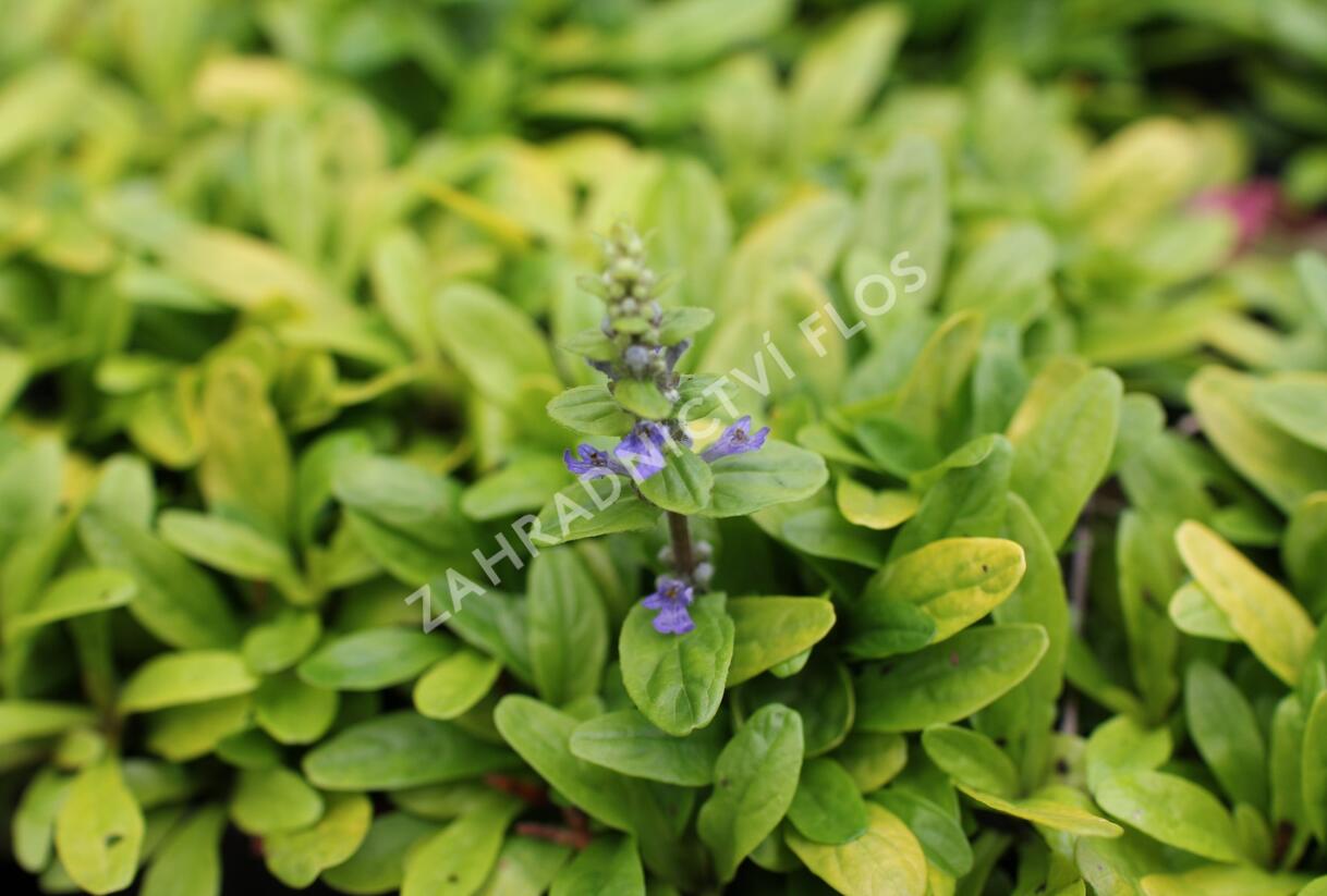 Zběhovec plazivý 'Feathered Friends Coridal Canary' - Ajuga reptans 'Feathered Friends Coridal Canary'