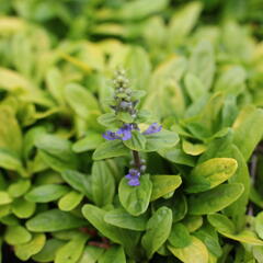 Zběhovec plazivý 'Feathered Friends Coridal Canary' - Ajuga reptans 'Feathered Friends Coridal Canary'