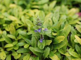 Zběhovec plazivý 'Feathered Friends Coridal Canary' - Ajuga reptans 'Feathered Friends Coridal Canary'