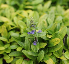 Zběhovec plazivý 'Feathered Friends Coridal Canary' - Ajuga reptans 'Feathered Friends Coridal Canary'