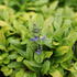 Ajuga reptans 'Feathered Friends Coridal Canary'.JPG