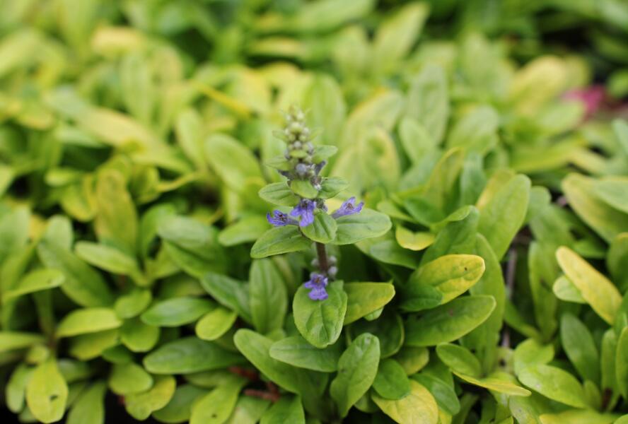 Zběhovec plazivý 'Feathered Friends Coridal Canary' - Ajuga reptans 'Feathered Friends Coridal Canary'