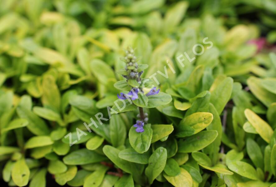 Zběhovec plazivý 'Feathered Friends Coridal Canary' - Ajuga reptans 'Feathered Friends Coridal Canary'