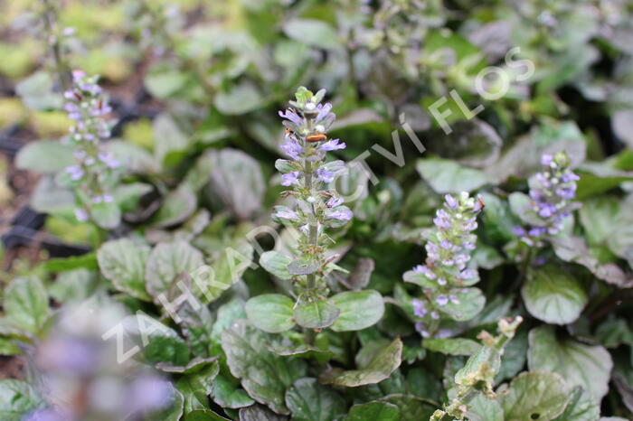 Zběhovec plazivý 'Catlin's Giant' - Ajuga reptans 'Catlin's Giant'