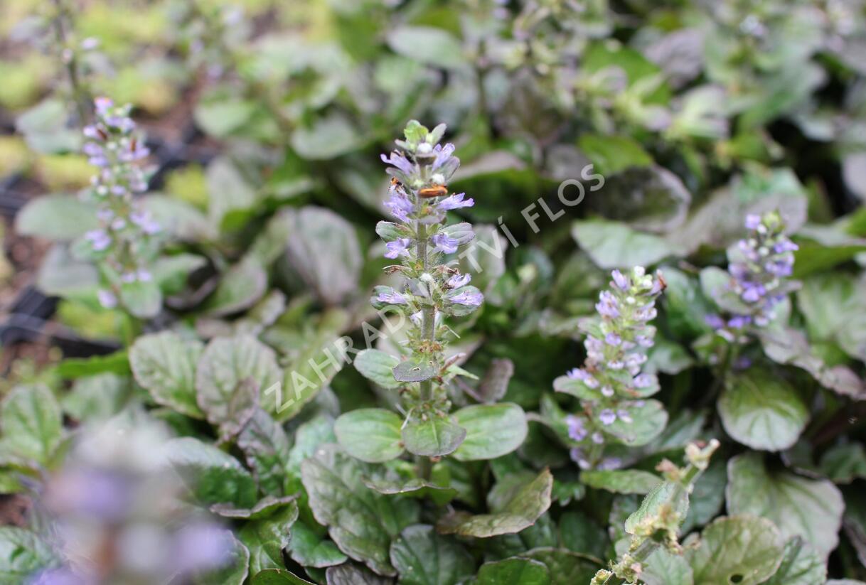 Zběhovec plazivý 'Catlin's Giant' - Ajuga reptans 'Catlin's Giant'