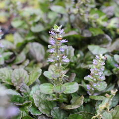Zběhovec plazivý 'Catlin's Giant' - Ajuga reptans 'Catlin's Giant'