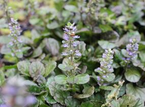 Zběhovec plazivý 'Catlin's Giant' - Ajuga reptans 'Catlin's Giant'