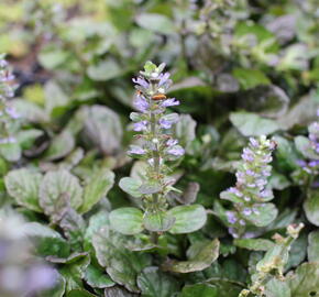 Zběhovec plazivý 'Catlin's Giant' - Ajuga reptans 'Catlin's Giant'