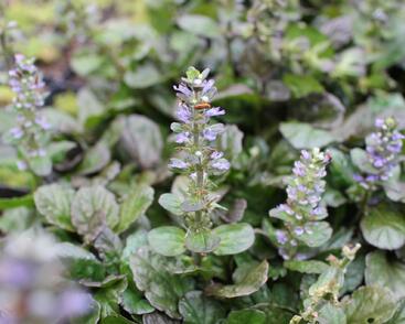 Zběhovec plazivý 'Catlin's Giant'