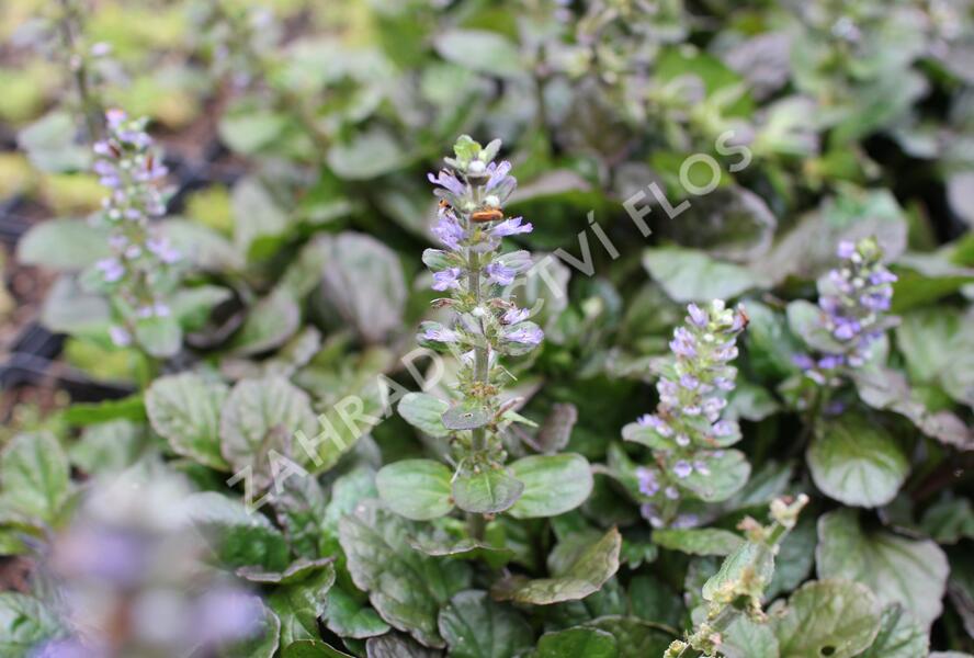 Zběhovec plazivý 'Catlin's Giant' - Ajuga reptans 'Catlin's Giant'